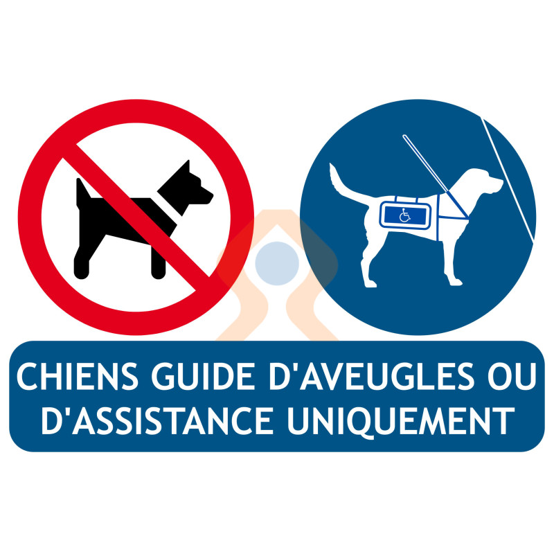 Obligation de garder le chien en laisse - Signoplus